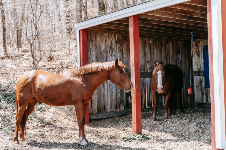 The Evolution of Garages: From Horse Stables to High-Tech Workspaces